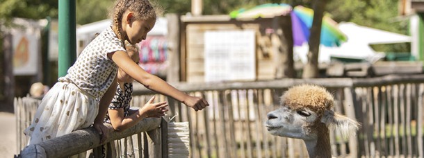 Kinderboederij 't Boetje met Alpaca's voeren