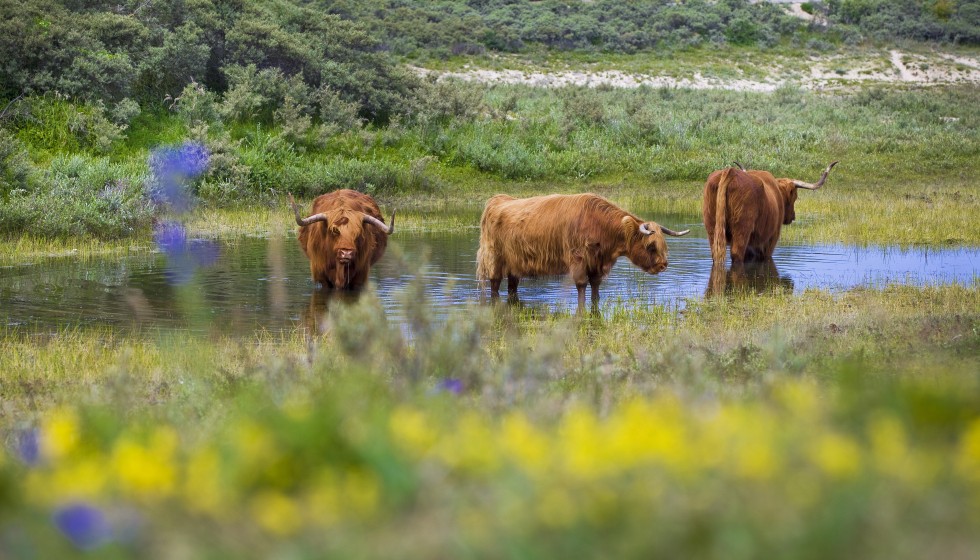 Schotse hooglanders in een groene omgeving in de duinen op het water